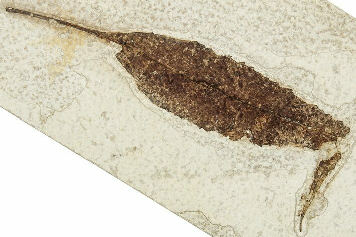 Detailed Fossil Leaf - Green River Formation, Wyoming #248203